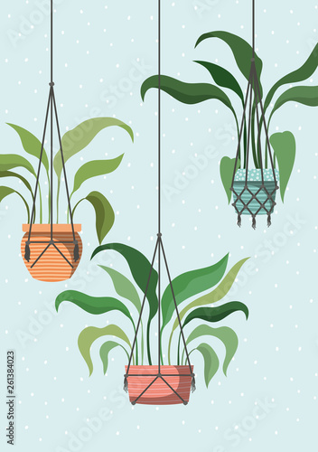 houseplants in macrame hangers