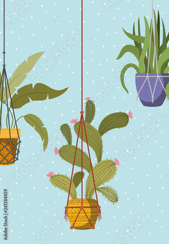 houseplants in macrame hangers