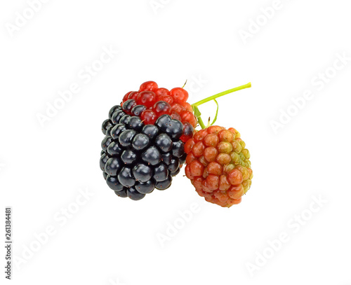 Wallpaper Mural blackberry isolated on white. Torontodigital.ca