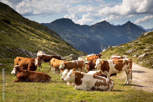 Cows in Alpine mountain scenery