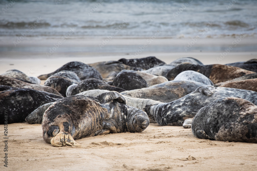 Naklejka premium seals on the beach