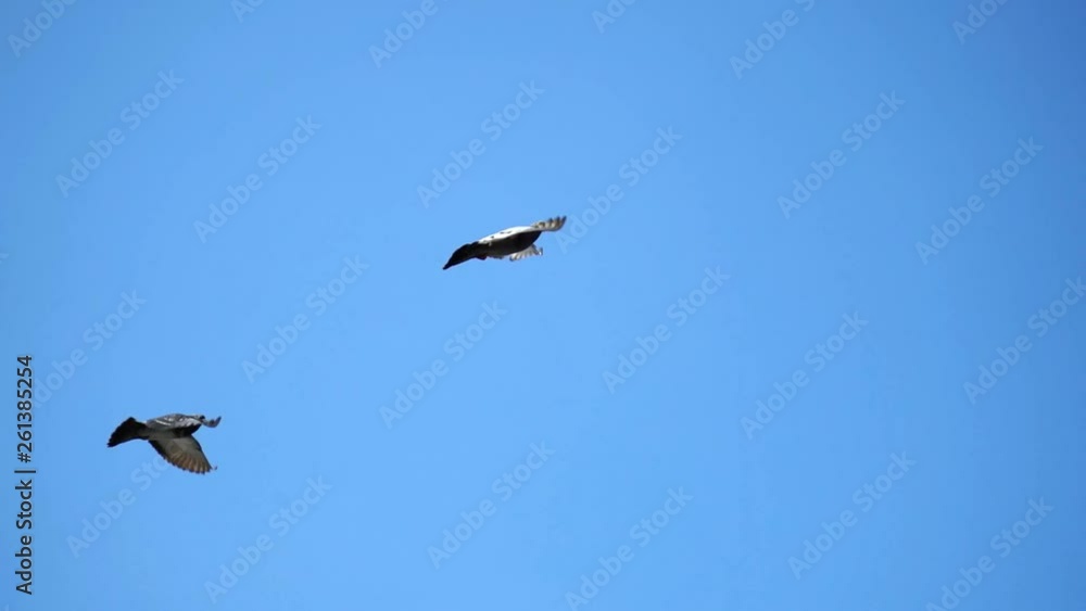 Slowmotion. Birds in flight in clear blue sky Slowmotion. Birds in flight in clear blue sky