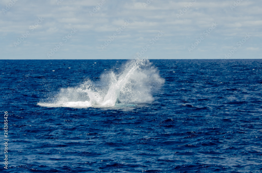 Every year the humpback whales migrate past the island of Bermuda.  Once thought to pass quickly, we now know some may stay and feed and rest for a week or more.