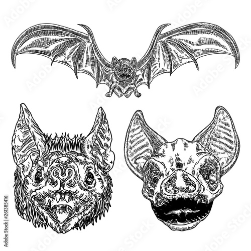 Set of aggressive flying bats with open wings drawing. Gothic illustration of monsters for the Halloween. Occult attributes decorative elements. Night creatures with fangs. Flying vampires. Vector.