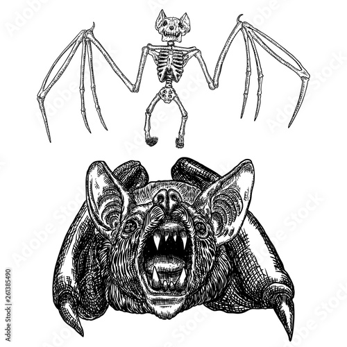 Bat and bat skeleton set drawing. Gothic illustration of aggressive monsters bones for the Halloween. Witchcraft magic, occult decorative elements. Drawing of dead night creature with fangs. Vector.