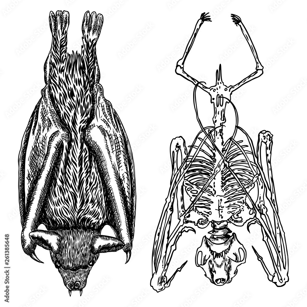 Bat and bat skeleton set drawing. Gothic illustration of aggressive