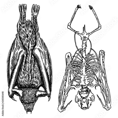 Bat and bat skeleton set drawing. Gothic illustration of aggressive monsters bones for the Halloween. Witchcraft magic, occult decorative elements. Drawing of dead night creature with fangs. Vector.