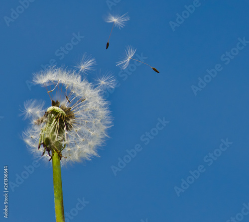 Fototapeta Naklejka Na Ścianę i Meble -  Dandelion Seeds Blowing in the Wind on a Blue Sky