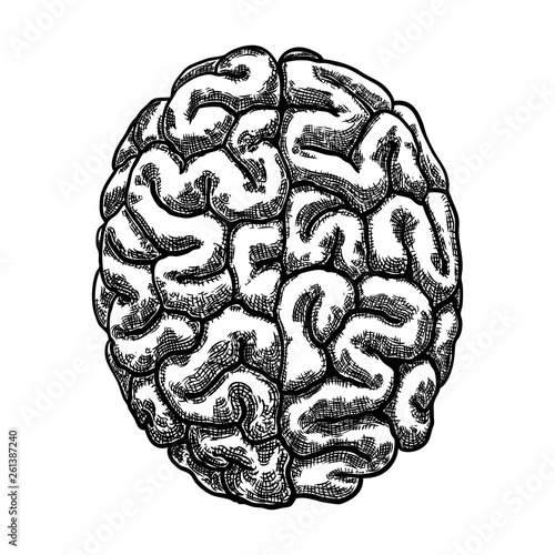 Engraving hand drawn left and right hemispheres brain. Top view isolated on white background. Vector.