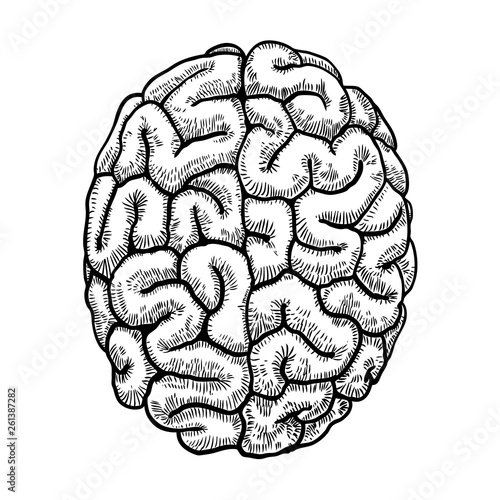 Engraving hand drawn left and right hemispheres brain. Top view isolated on white background. Vector.