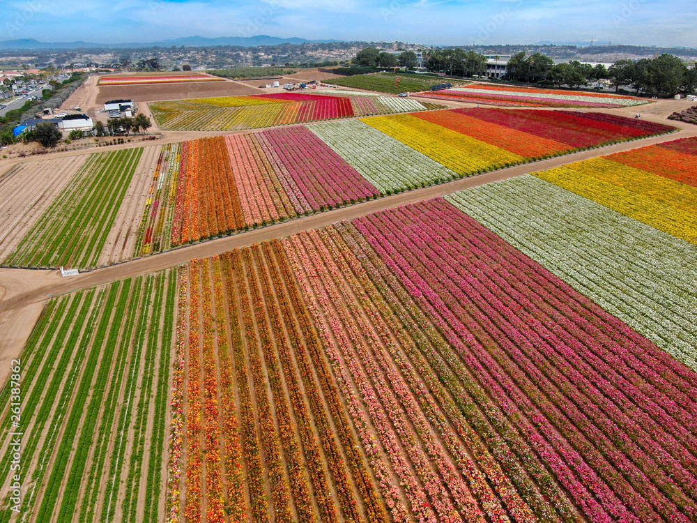 Obraz premium Aerial view of Carlsbad Flower Fields. tourist can enjoy hillsides of colorful Giant Ranunculus flowers during the annual bloom that runs March through mid May. Carlsbad, California, USA