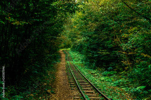 abandoned railway track in the autumn forest. thickets of the jungle