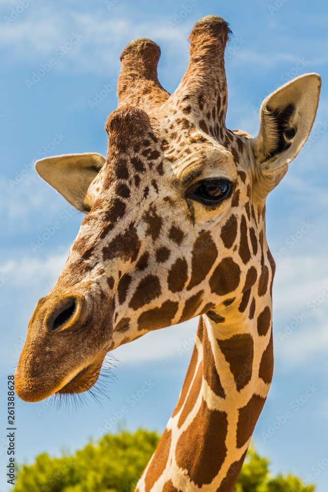 Fototapeta premium Giraffe