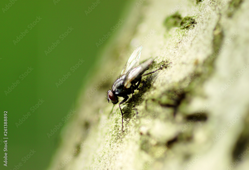 House fly on the tree trunk, macro - shallow depth of field House fly on the tree trunk, macro - shallow depth of field