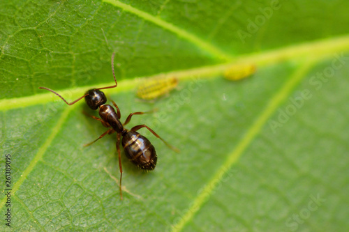 Big black ant on a green leaf, macro © sasaperic