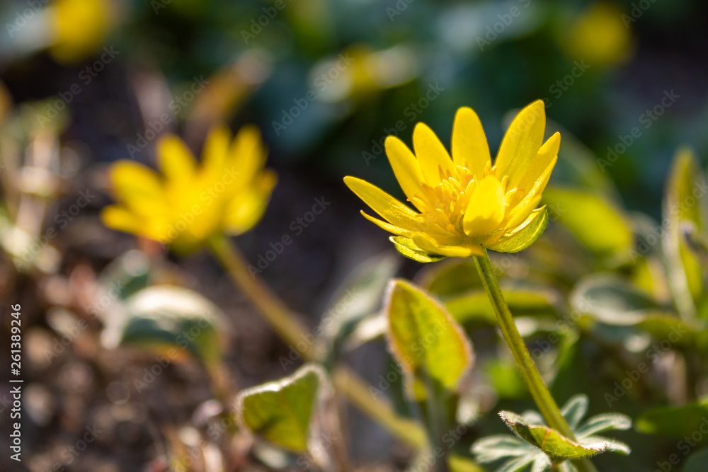 Obraz premium Yellow flower Marigold (Calendula) in spring, focus on foreground.