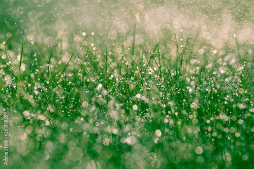 Fototapeta Naklejka Na Ścianę i Meble -  Close up of green grass being watered