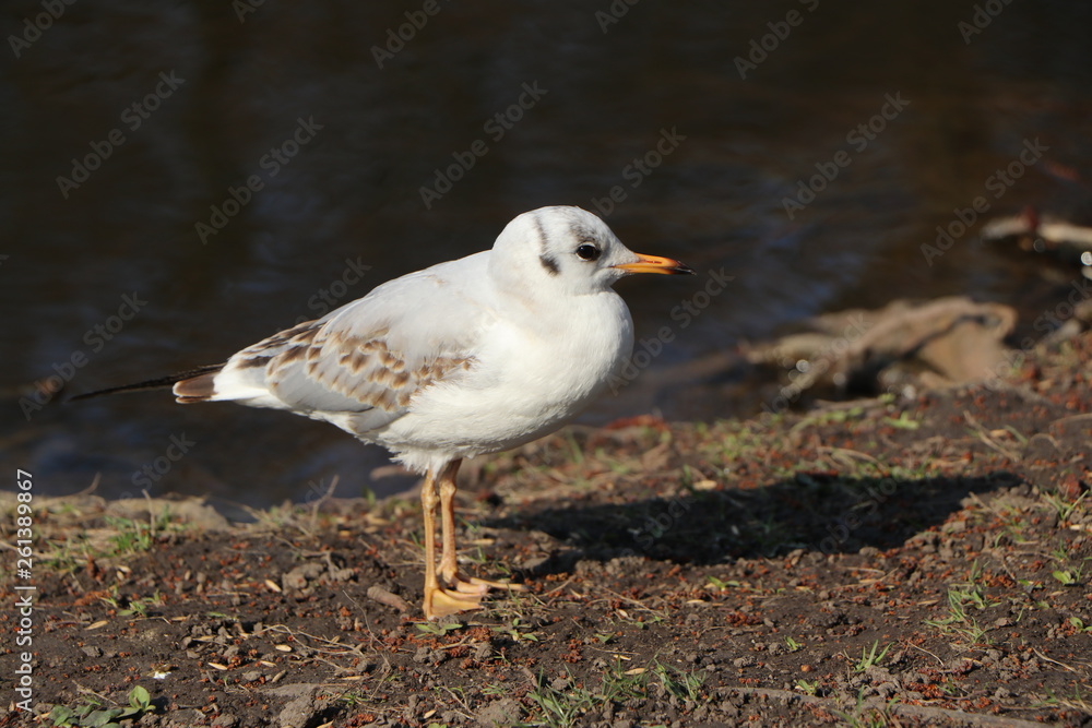 Fototapeta premium seagull by the seahore
