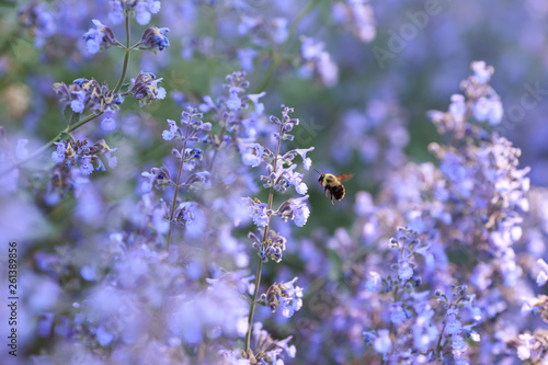 Close up of a blooming catmint plant with a bumble bee. Summer time blossoms. Backyard summer plants.