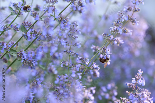 Close up of blooming catmint plant with a bumble bee photo