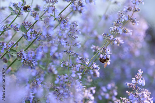 Close up of blooming catmint plant with a bumble bee