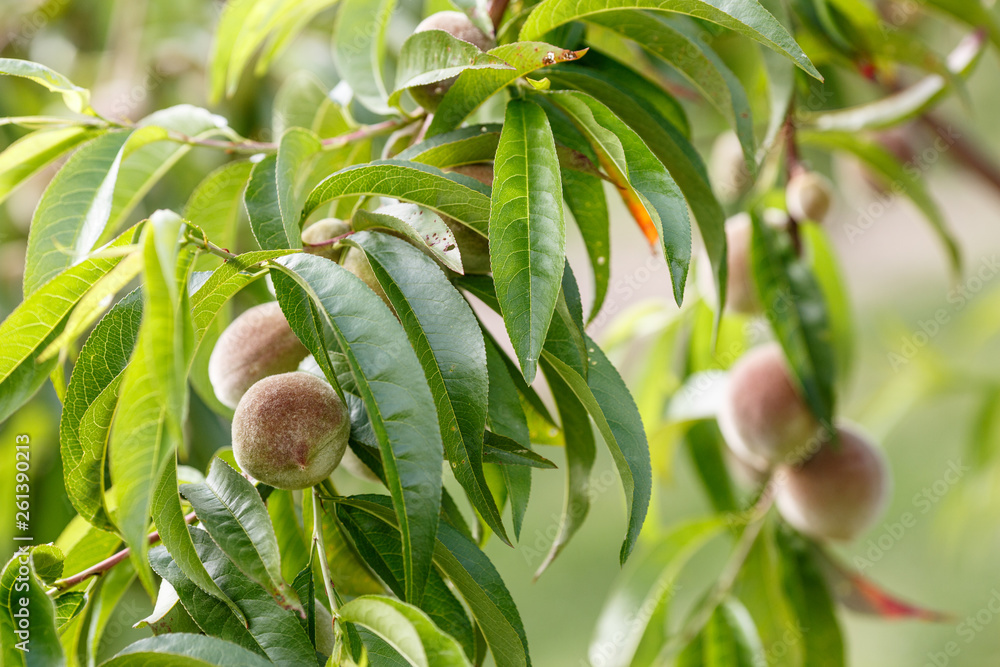 Ripening peaches Ripening peaches