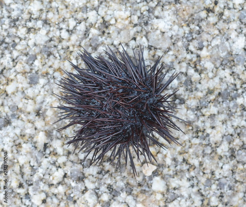 Sea urchin Echinothrix diadema, commonly called diadema urchin or blue-black urchin. © Sanja