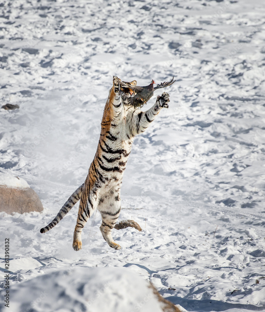 Fototapeta premium Siberian (Amur) tiger in a jump catches its prey. Very dynamic shot. China. Harbin. Mudanjiang province. Hengdaohezi park. Siberian Tiger Park. Winter. Hard frost. (Panthera tgris altaica)