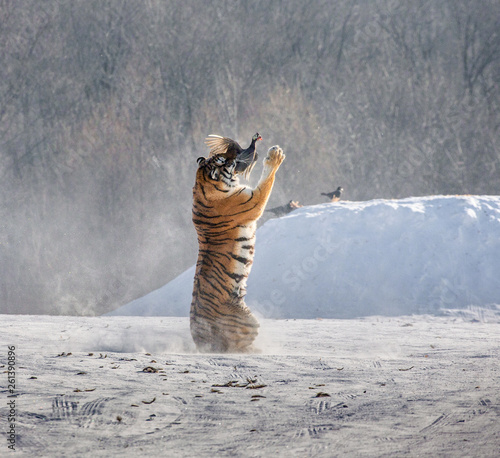 Siberian (Amur) tiger in a jump catches its prey. Very dynamic shot. China. Harbin. Mudanjiang province. Hengdaohezi park. Siberian Tiger Park. Winter. Hard frost. (Panthera tgris altaica)