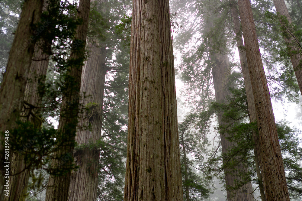 Giant redwood trees in the forest with fog background in northern California Redwood National Park