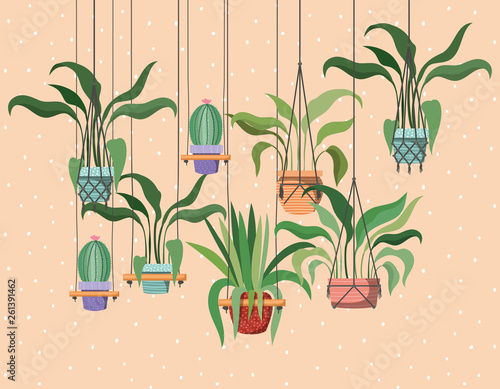 houseplants in macrame hangers