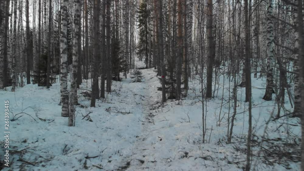 Aerial, drone shot, through birch, spruce and pine forest, snow on the ground, in Karelian woods, on a cloudy winter day, in Rasavaara, near Joensuu, North Karelia, Finland Aerial, drone shot, through birch, spruce and pine forest, snow on the ground, in Karelian woods, on a cloudy winter day, in Rasavaara, near Joensuu, North Karelia, Finland