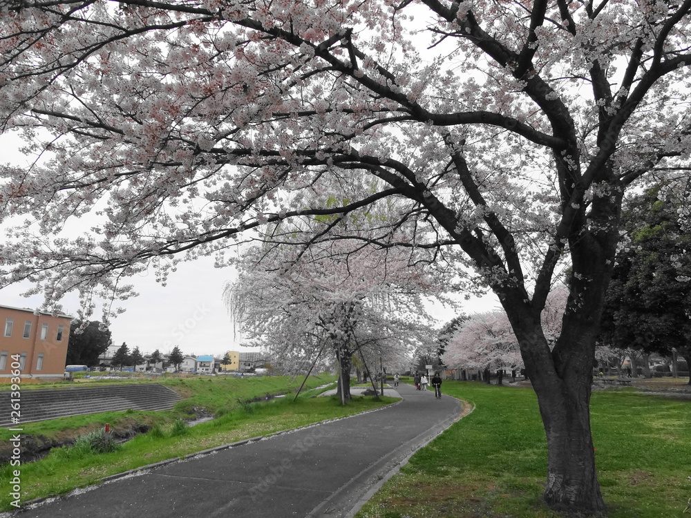 高田緑地の桜