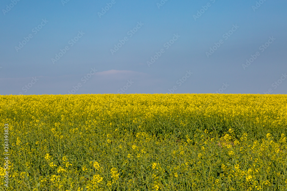 A field of canola/rapeseed crops beneath a blue sky