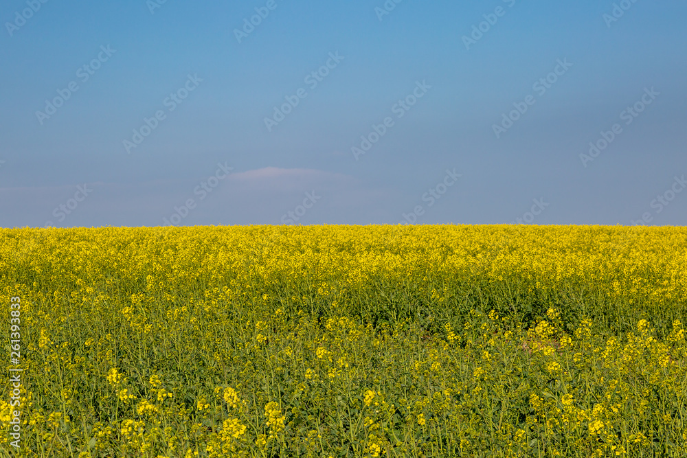 A field of canola/rapeseed crops beneath a blue sky A field of canola/rapeseed crops beneath a blue sky