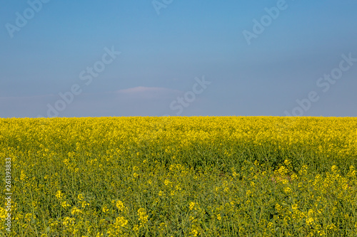 A field of canola/rapeseed crops beneath a blue sky © lemanieh