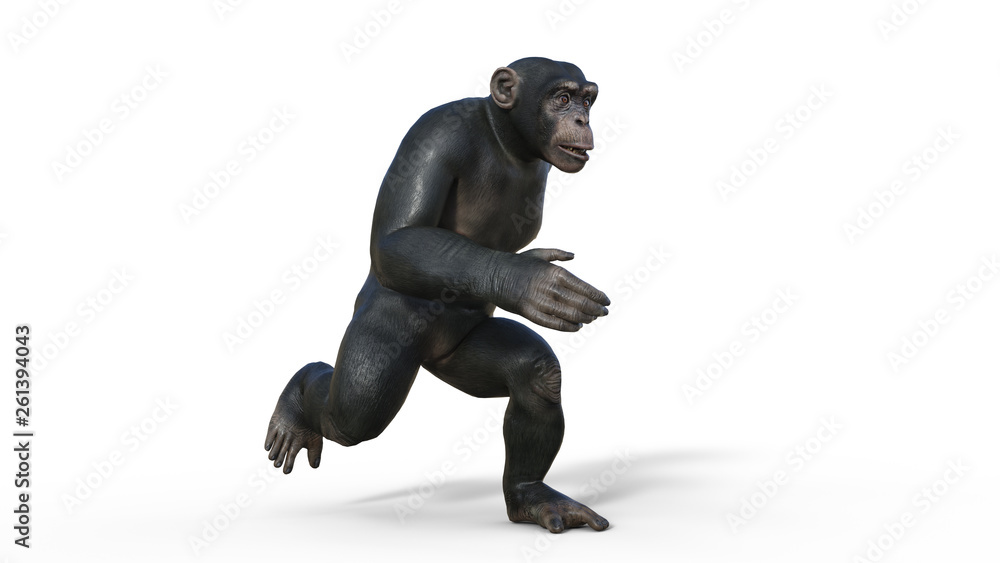 Chimpanzee monkey, primate ape running, wild animal isolated on white background, 3D illustration Chimpanzee monkey, primate ape running, wild animal isolated on white background, 3D illustration