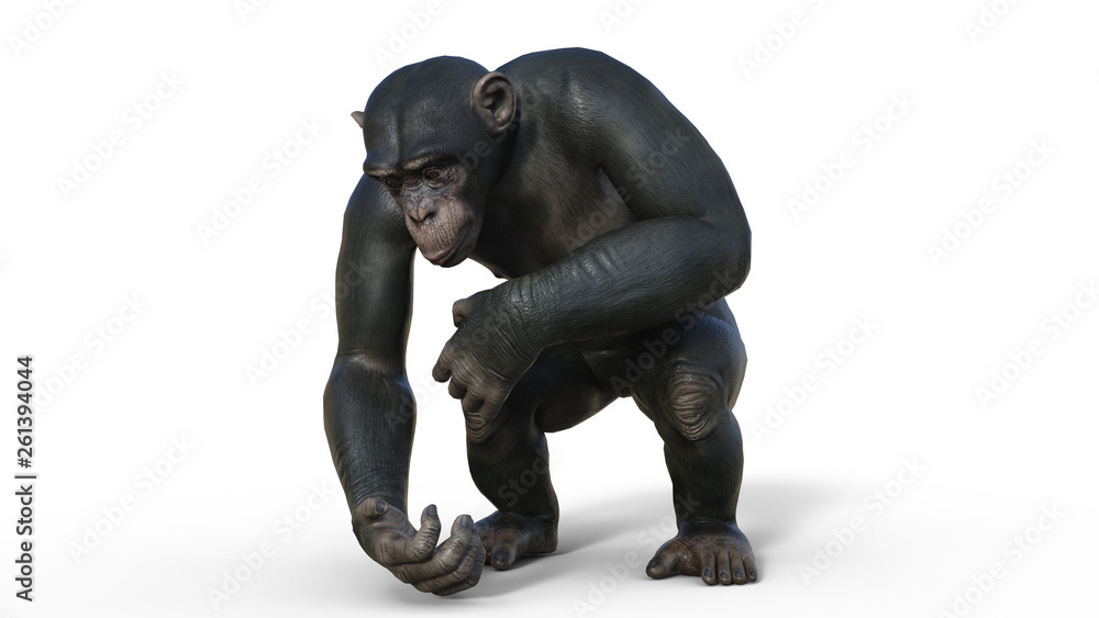 Chimpanzee monkey, primate ape picking up, wild animal isolated on white background, 3D illustration Chimpanzee monkey, primate ape picking up, wild animal isolated on white background, 3D illustration