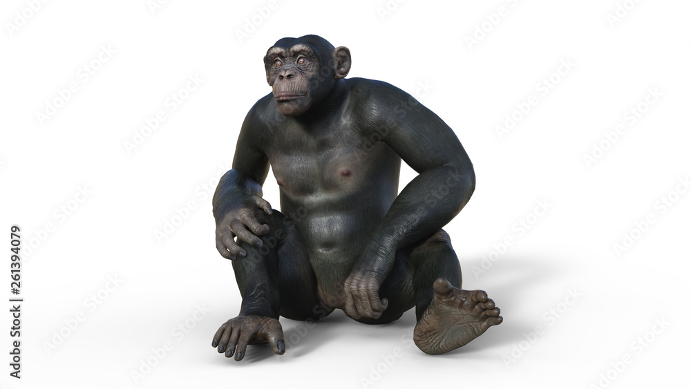 Chimpanzee monkey, primate ape sitting on ground, wild animal isolated on white background, 3D illustration Chimpanzee monkey, primate ape sitting on ground, wild animal isolated on white background, 3D illustration
