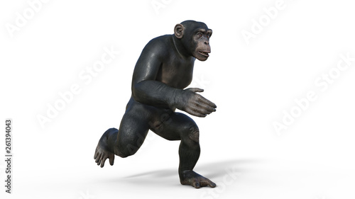 Chimpanzee monkey  primate ape running  wild animal isolated on white background  3D illustration