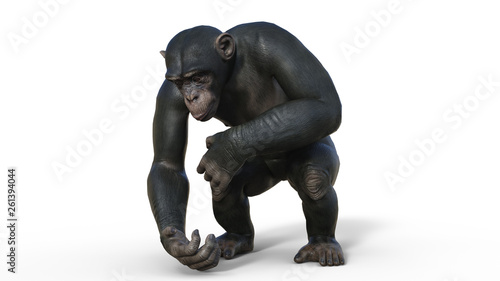 Chimpanzee monkey, primate ape picking up, wild animal isolated on white background, 3D illustration