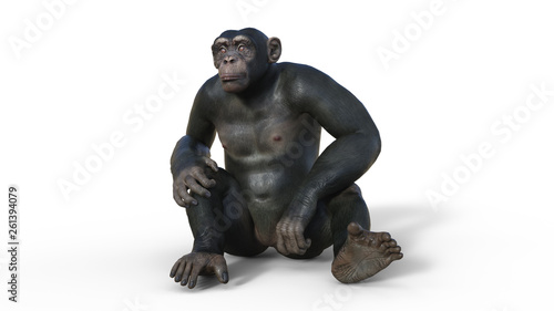 Chimpanzee monkey, primate ape sitting on ground, wild animal isolated on white background, 3D illustration