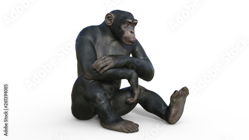 Chimpanzee monkey  primate ape sitting  wild animal isolated on white background  3D illustration