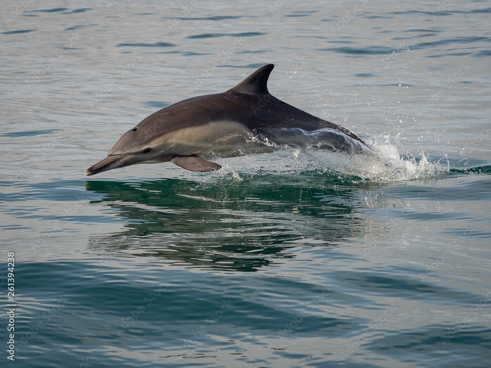 Naklejka premium Common Dolphin Jumping Out of Water