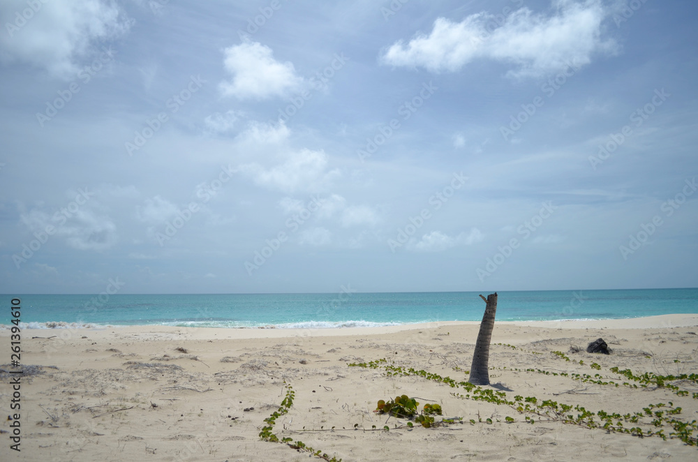 broken palm trees on the island of barbuda