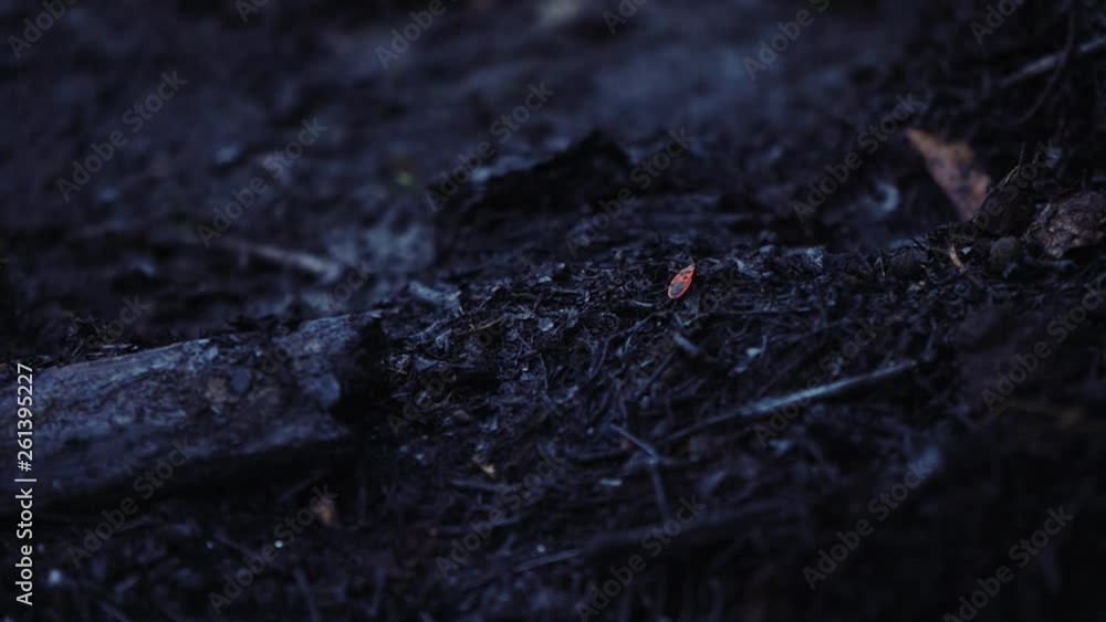 Black ash. Burnt house. Burnt wood. Wildfire tragedy. Firefighters put out the fire. Catastrophe. Insects crawling over the ashes. Black ash. Burnt house. Burnt wood. Wildfire tragedy. Firefighters put out the fire. Catastrophe. Insects crawling over the ashes.