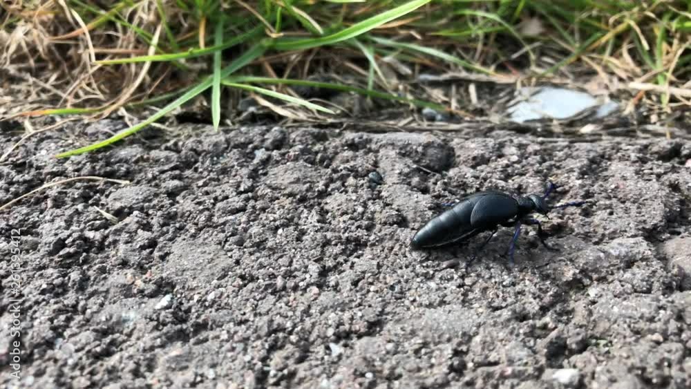 ein schwarz blauer Ölkäfer, Öl Käfer