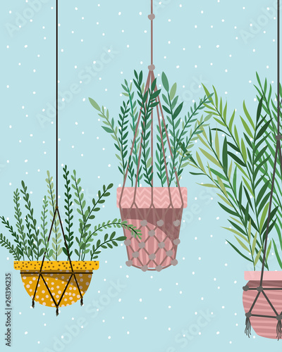 houseplants in macrame hangers