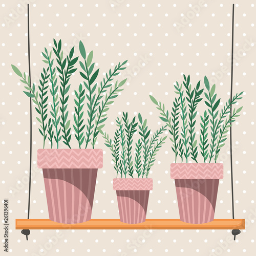 houseplants in macrame hangers and swing