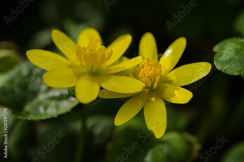 yellow flower in garden © dimkob